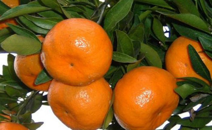 کاهش علائم سرماخوردگی با مصرف نارنگی