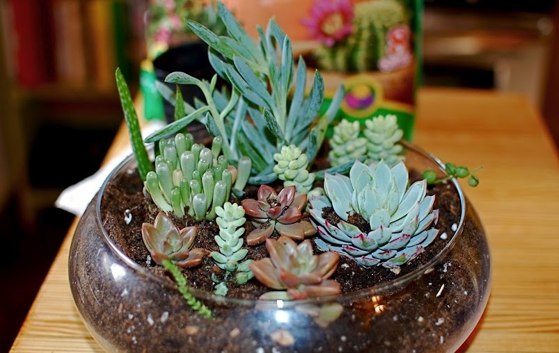 انواع کاکتوس