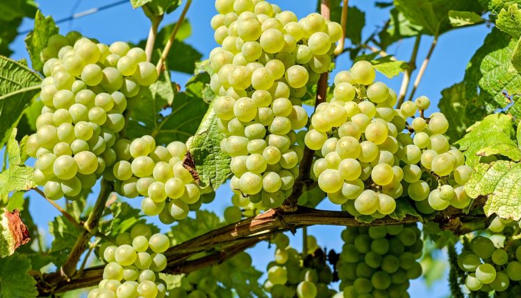 ماسک انگور