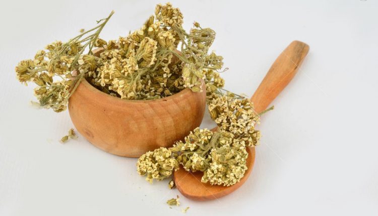 بومادران و قاعدگی