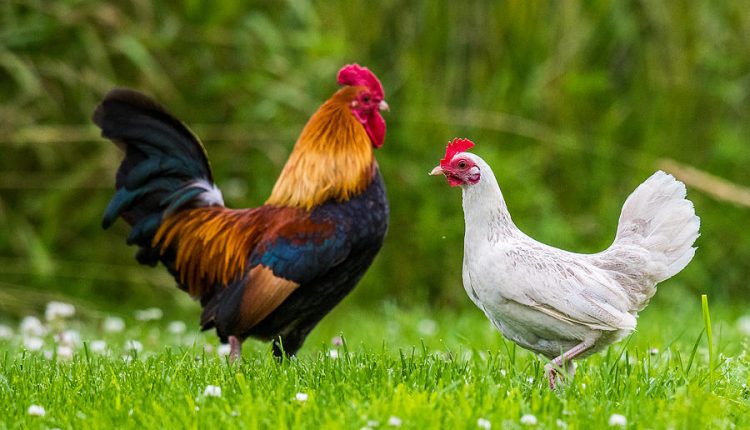 مرغ و خروس به عنوان حیوان های خانگی
