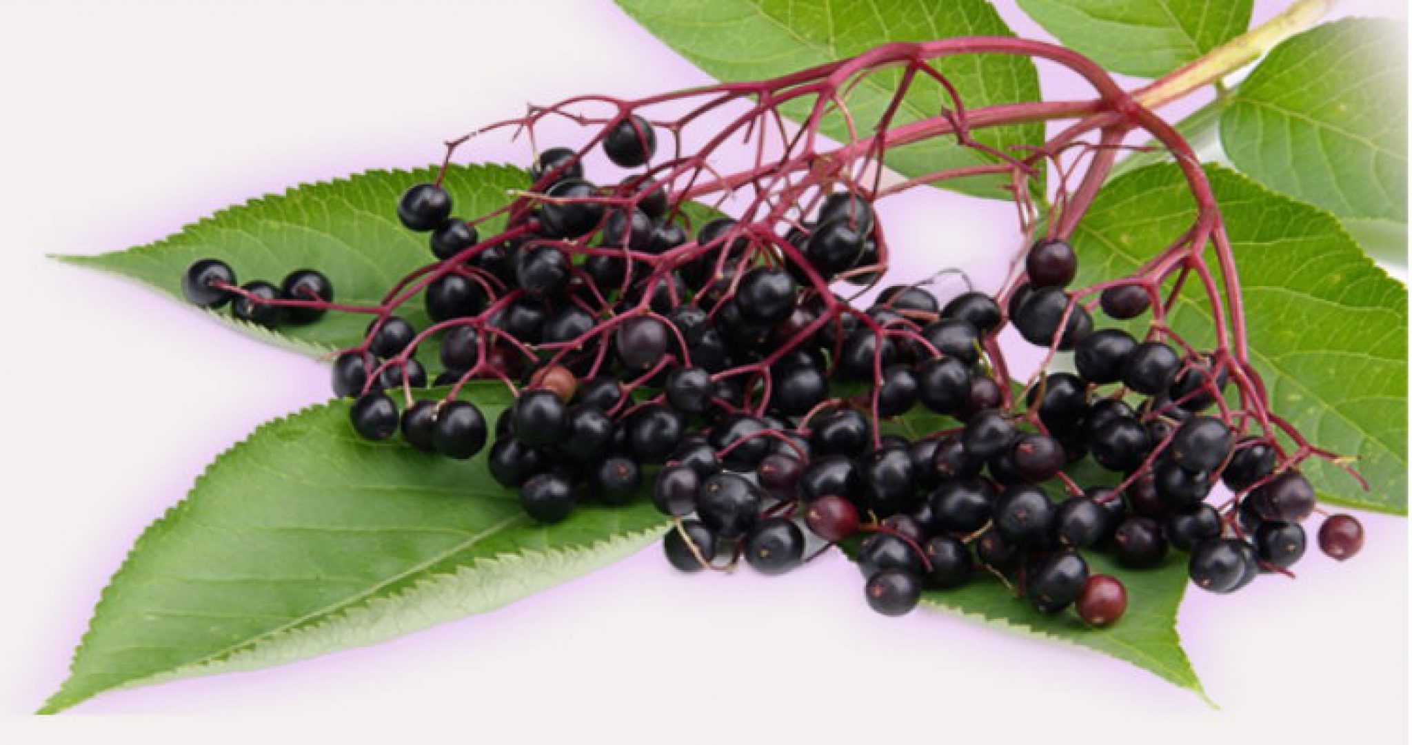 Black elder. Elderberry черемуха. Бузина черемуха. Бузина черная цветы на белом фоне. Бузина чёрная.