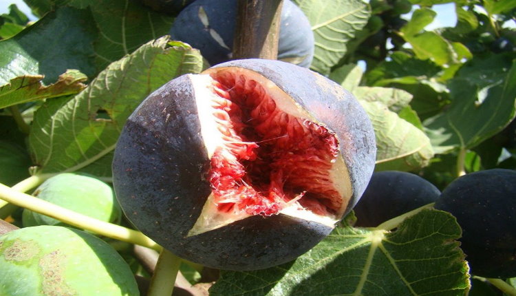با خواص انجیر سیاه برای سلامت بدن آشنا شوید