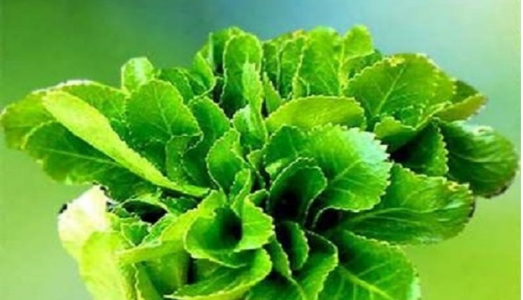 یکی دیگر از خواص کرفس کوهی کنترل قند خون است