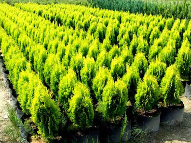 گیاه سوزنی برگ کامیس پاریس