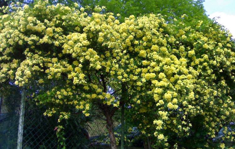 گیاهان بالارونده