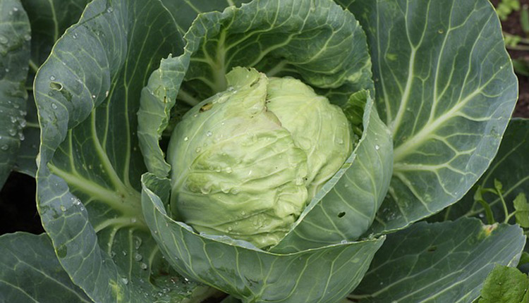 خواص کلم سفید