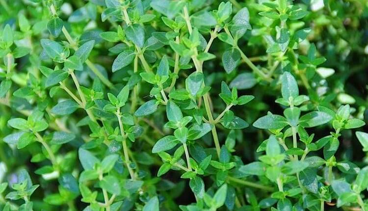 خواص آویشن کوهی