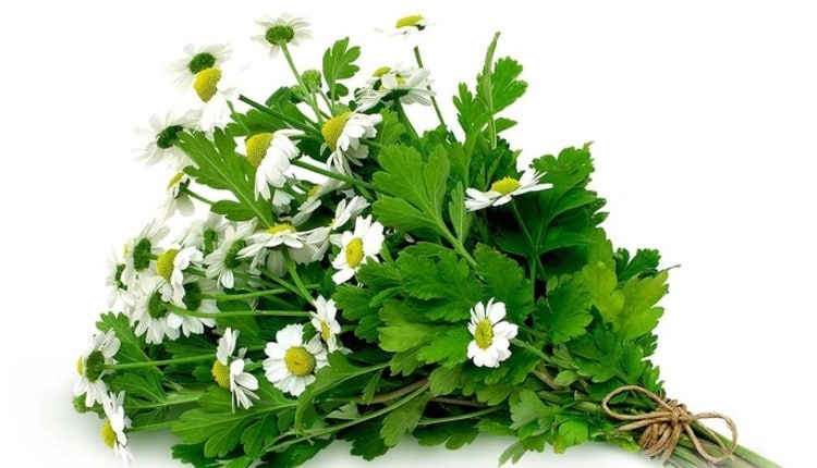 خواص بابونه گاوی