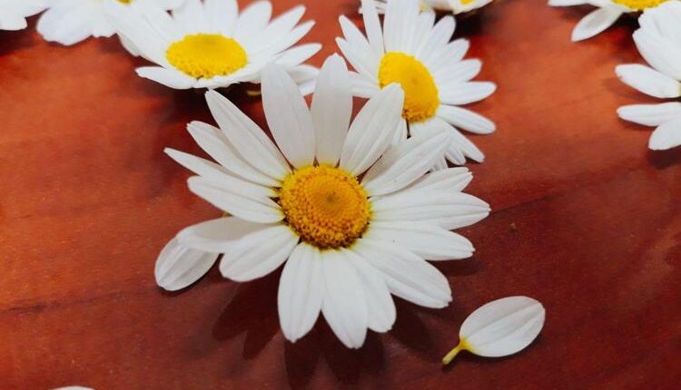 خواص بابونه گاوی