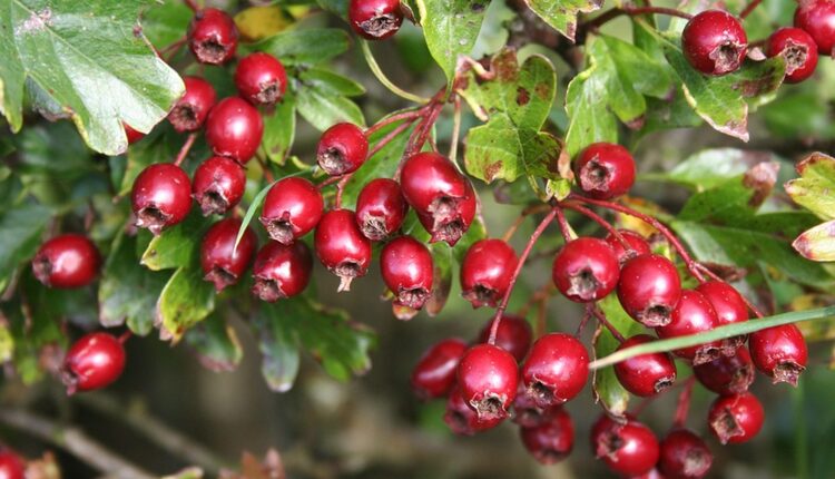 خواص زالزالک