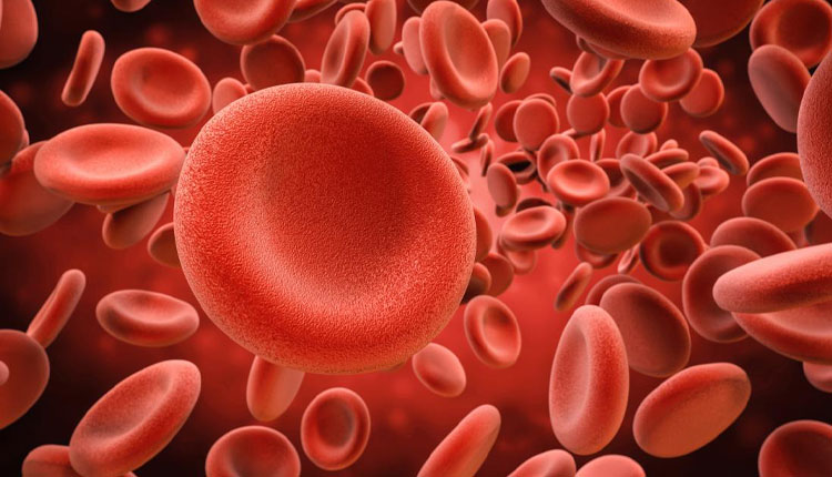افزایش گلبول های قرمز خون با خوردن میگو