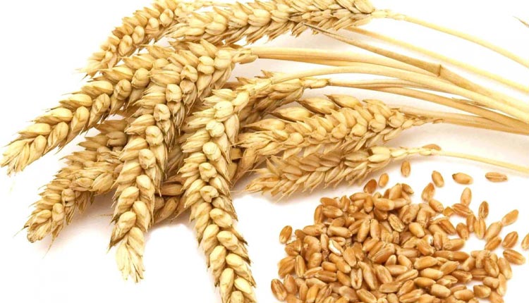 گندم سبوس دار
