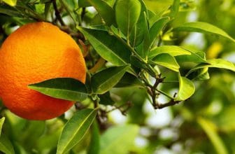 طبع و مزاج نارنج چیست