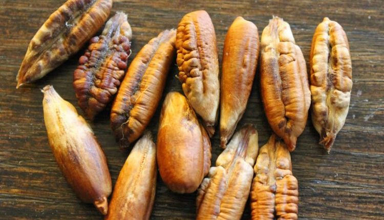 خواص هسته خرما