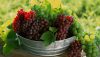 طبع انگور زرد و قرمز