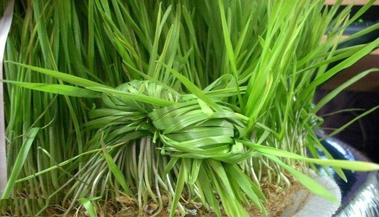 معنای گره زدن سبزه در سیزده بدر