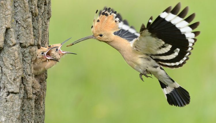 پرنده هدهد یا پوپک