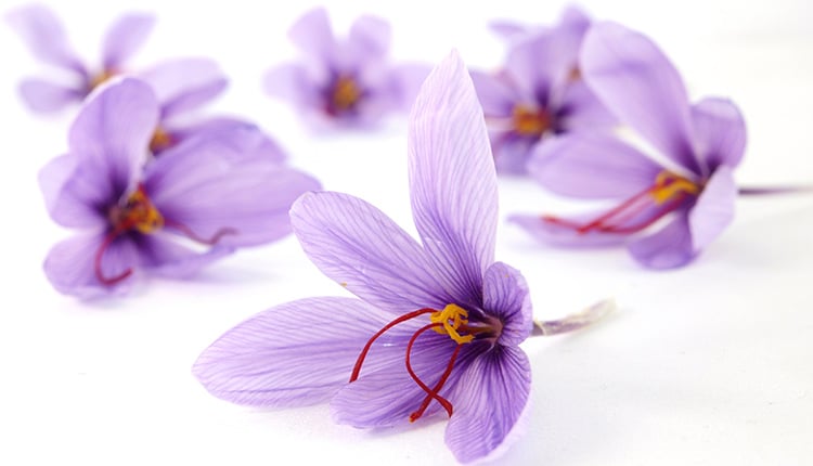 درمان افسردگی با گل زعفران