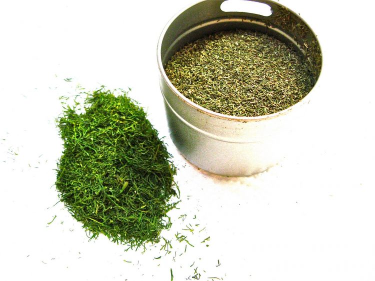خشک کردن شوید در سایه
