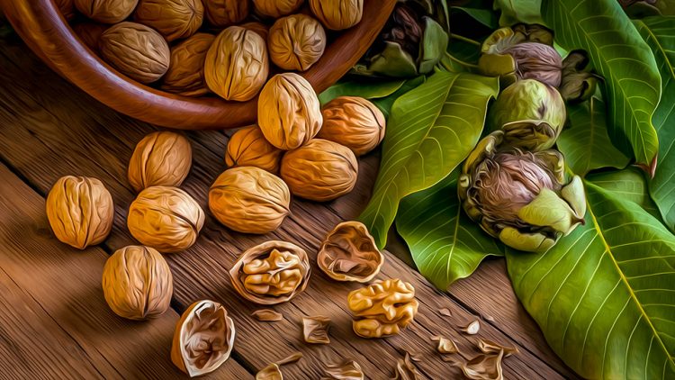 خشک کردن گردو تازه و سبز