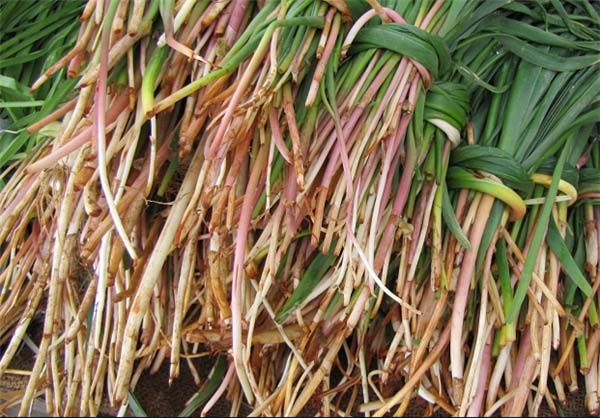 گیاه سورانه