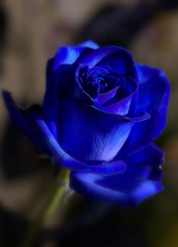 عکس گل رز آبی