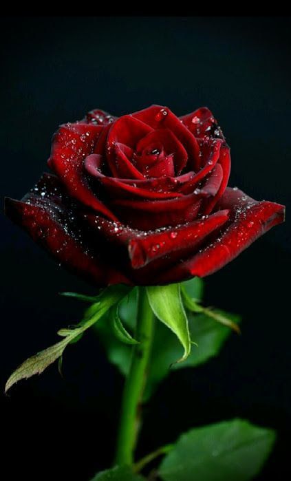 عکس گل رز
