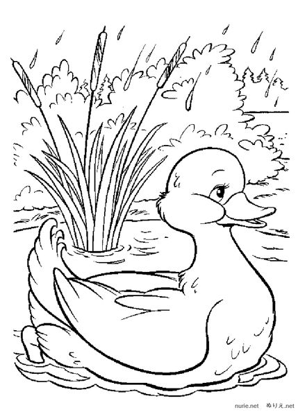 طرح نقاشی اردک برای رنگ آمیزی