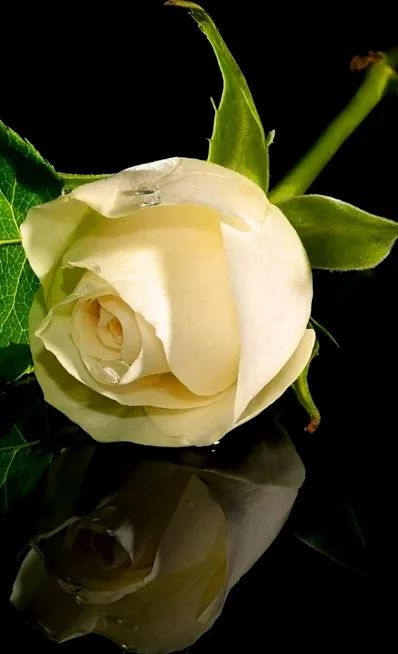 عکس گل رز سفید