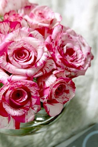 عکس گل رز پیوندی سرخ و سفید