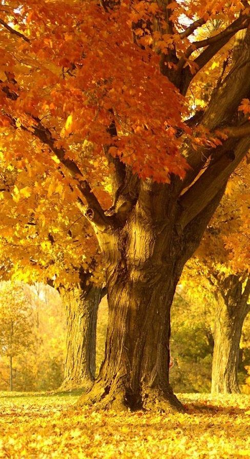 عکس طبیعت پاییزی باشکوه