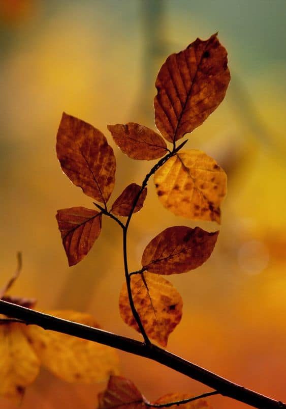 شعر در مورد پاییز عاشقانه