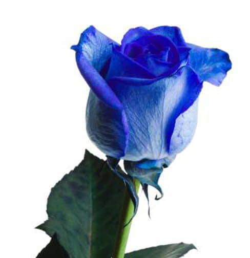 عکس گل رز آبی برای پروفایل
