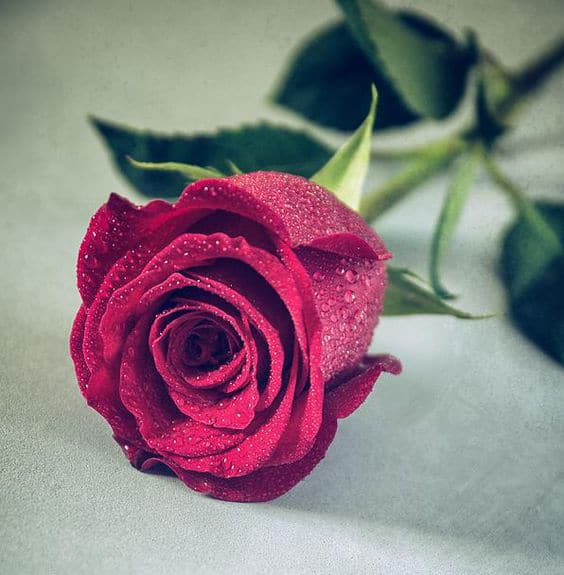 عکس گل رز قرمز عاشقانه