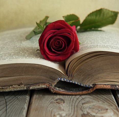 عکس گل رز قرمز روی کتاب
