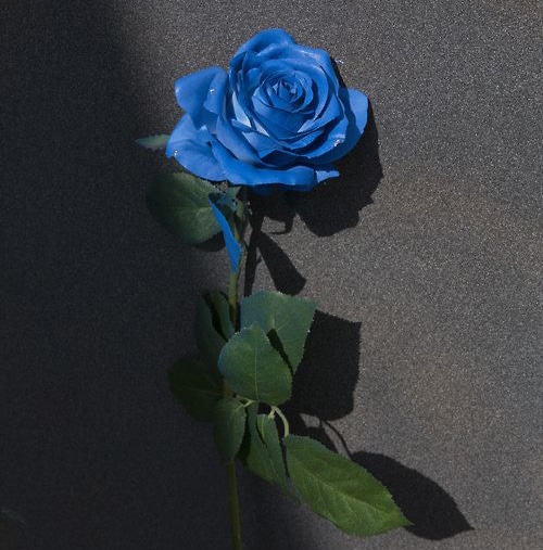 عکس گل رز آبی احساسی