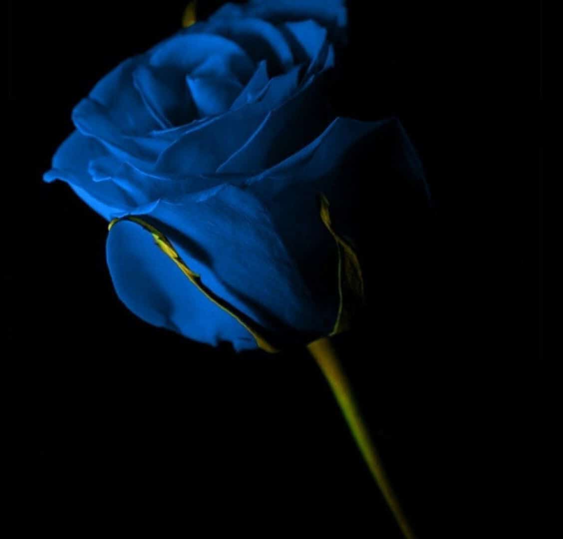 عکس گل رز آبی برای پروفایل تلگرام