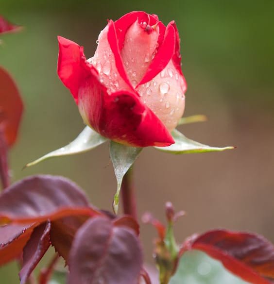 عکس گل رز قرمز و سفید