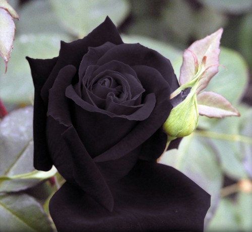 عکس گل رز مشکی هلندی جدید