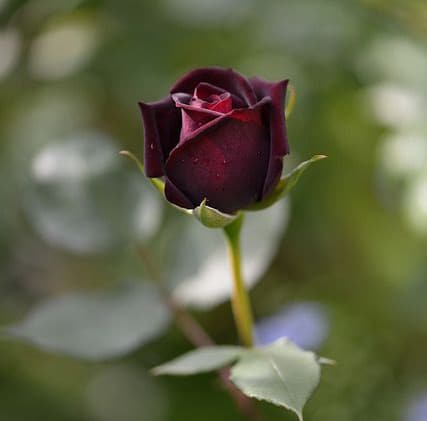 عکس گل رز مخملی زرشکی