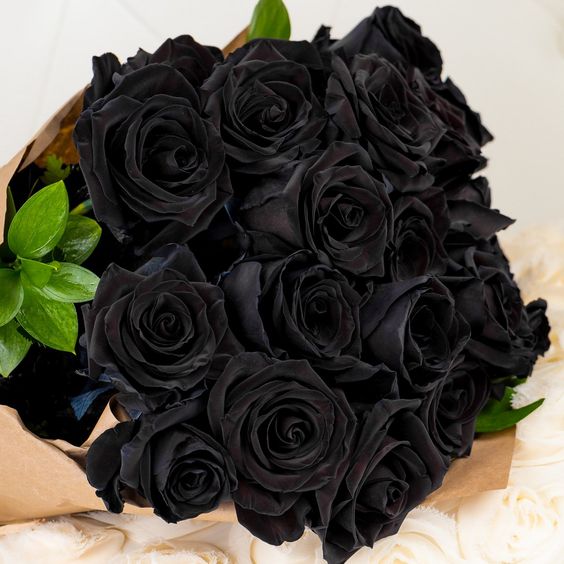 عکس گل رز مشکی برای تسلیت