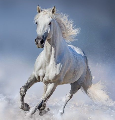 عکس اسب سفید رویایی و جدید