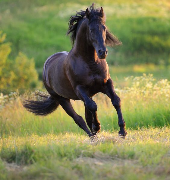 عکس اسب وحشی مشکی زیبا