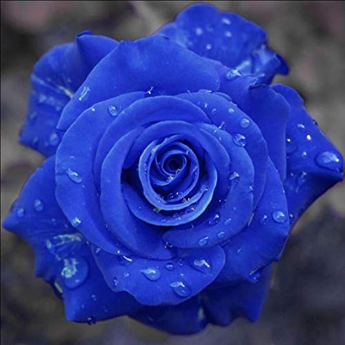 عکس گل رز آبی طبیعی شیک