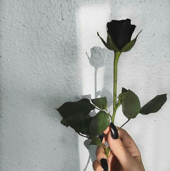 عکس گل رز مشکی هلندی