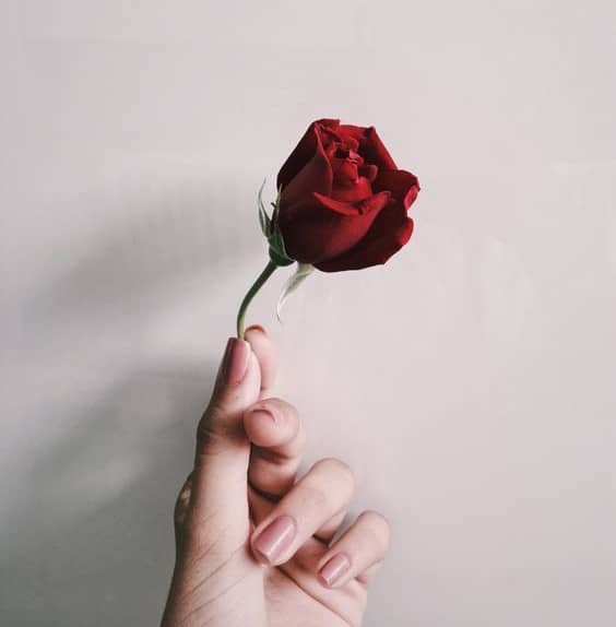 عکس گل رز قرمز تک شاخه