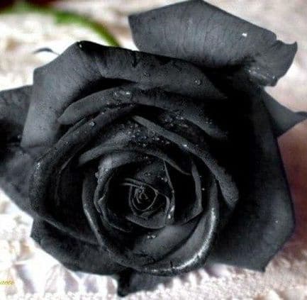 عکس گل رز مشکی طبیعی