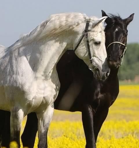 عکس اسب وحشی عاشقانه