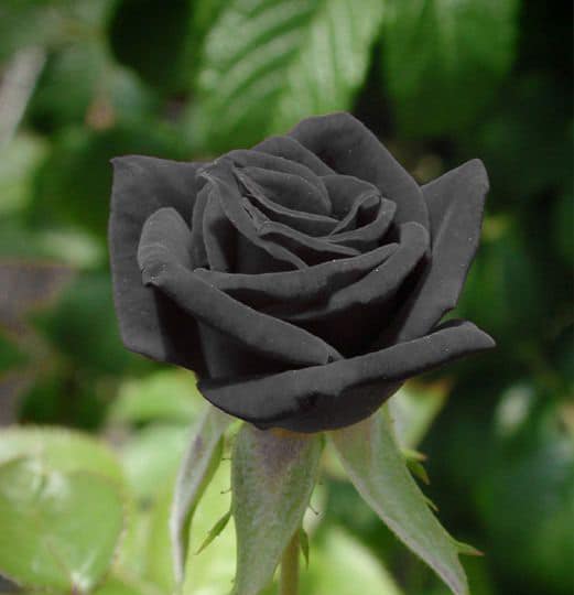 عکس های گل رز مشکی
